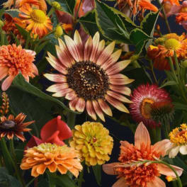 Mixed orange and yellow flowers with a large sunflower in the center