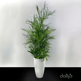 Tall potted palm plant in a white planter