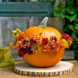 Cracked Pumpkin