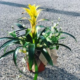 Potted floral arrangement with a tall yellow bromeliad and white accent flowers