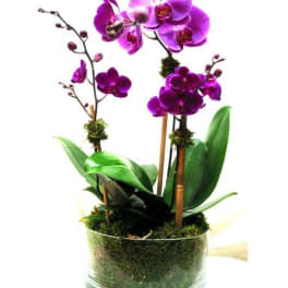 Purple orchids in a clear glass bowl with moss and green leaves