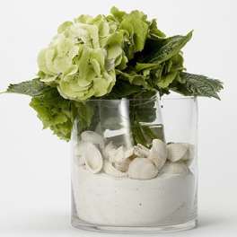Green hydrangea arrangement in a clear glass vase with white shells and sand