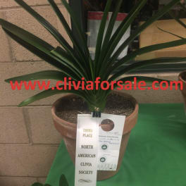 Potted clivia plant with long dark green leaves and award ribbons
