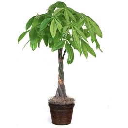 Potted money tree plant with a braided trunk