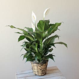Potted peace lily plant with white blooms in a woven basket