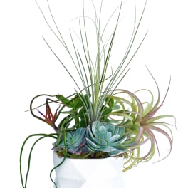 Succulent and air plant arrangement in a white pot