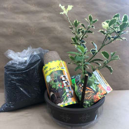 Potted holly plant with variegated leaves beside a bag of potting soil