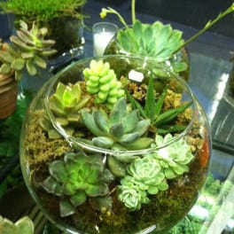 Glass bowl terrarium with assorted succulents and moss
