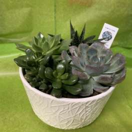 Potted succulent arrangement in a white textured bowl