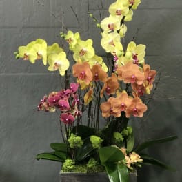 Orchid arrangement in a rectangular planter with yellow, orange, and pink blooms
