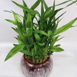 Lucky Bamboo Plant
