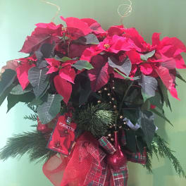 Poinsettia arrangement with red blooms and holiday ribbon