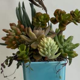 Succulent arrangement in a blue square vase with a small blue bird ornament