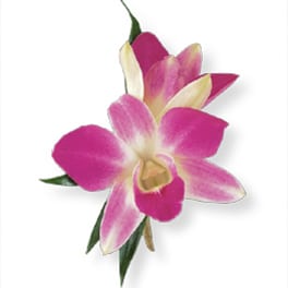 Pink and white orchid corsage with green leaves