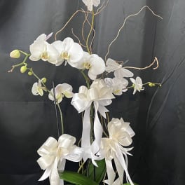 White orchids arranged in a white pot with ribbon bows and curly branches