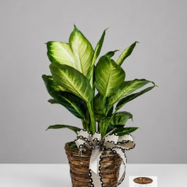 Potted variegated green houseplant in a woven basket with a ribbon bow