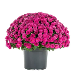 Potted arrangement of bright pink chrysanthemums in a gray container