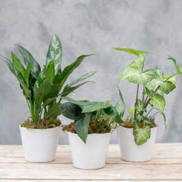 Three small potted houseplants in white pots on a wooden surface