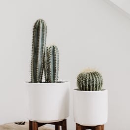 Two potted cacti in white planters on wooden stands