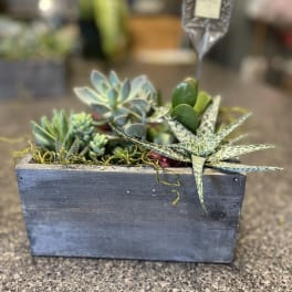 Succulent arrangement in a rectangular wooden planter