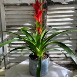 Potted bromeliad with red flower spikes and long green leaves