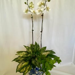 White orchids in a blue-and-white ceramic pot with mixed green foliage