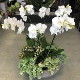 White orchids arranged with succulents in a low planter