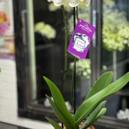 ORCHID PLANT