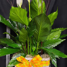 White peace lilies in a woven basket with a yellow-orange ribbon