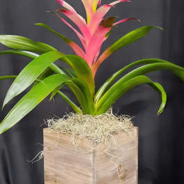 Pink bromeliad plant in a wooden box planter