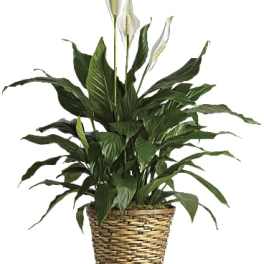 Simply Elegant Spathiphyllum