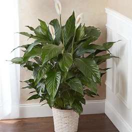 Potted peace lily plant with white blooms in a woven basket