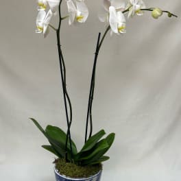 White phalaenopsis orchid plant with two tall flower spikes in a blue and white ceramic pot.