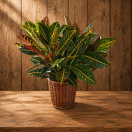 Potted croton plant in a woven basket on a wooden table