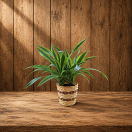 Potted green houseplant in a woven basket planter