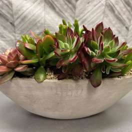 Succulent arrangement in a shallow white bowl