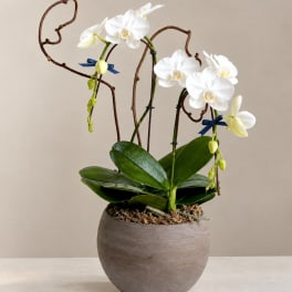 White orchids in a round ceramic pot with decorative branches