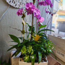 Pink orchids in a white rectangular planter with mixed tropical foliage