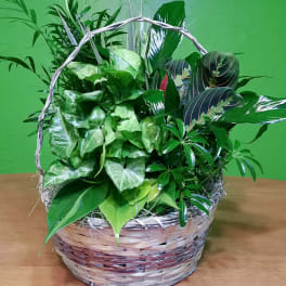 Basket of assorted green houseplants with a woven handle