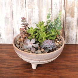 Low bowl planter filled with assorted green and purple succulents over pebbles
