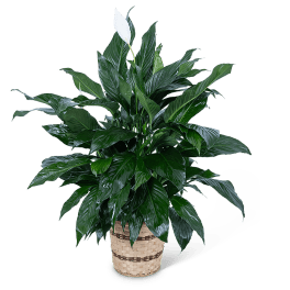 Potted peace lily plant with a white bloom in a woven basket