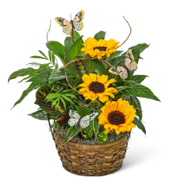 Sunflower arrangement in a woven basket with butterfly picks