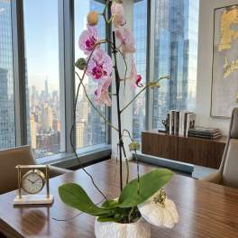 Pink orchid plant in a white ceramic pot on a wooden table