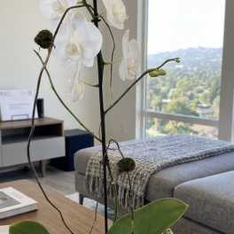 White orchid arrangement in a white pumpkin-shaped pot on a table