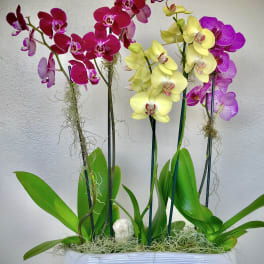 Potted orchids with magenta, yellow, and purple blooms in a white planter