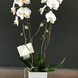 White orchid plant in a square white pot