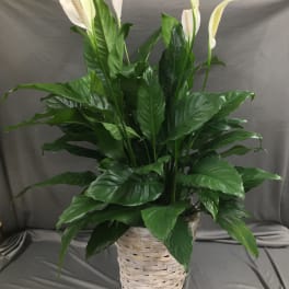 White peace lilies in a woven basket planter