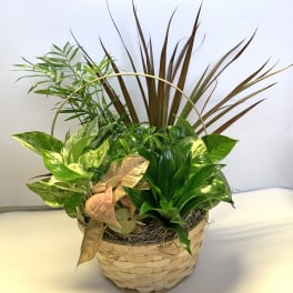 Mixed green houseplants arranged in a woven basket