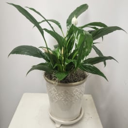 Potted peace lily plant with white blooms in a decorative ceramic pot