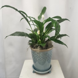 Potted peace lily plant in a blue ceramic pot